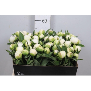 Paeo L Duches D Nemo