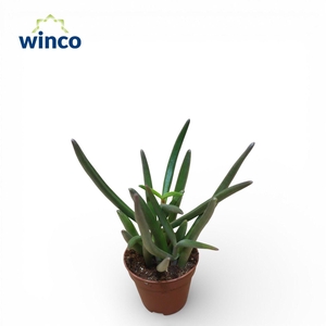 Cephalophyllum Alstonii