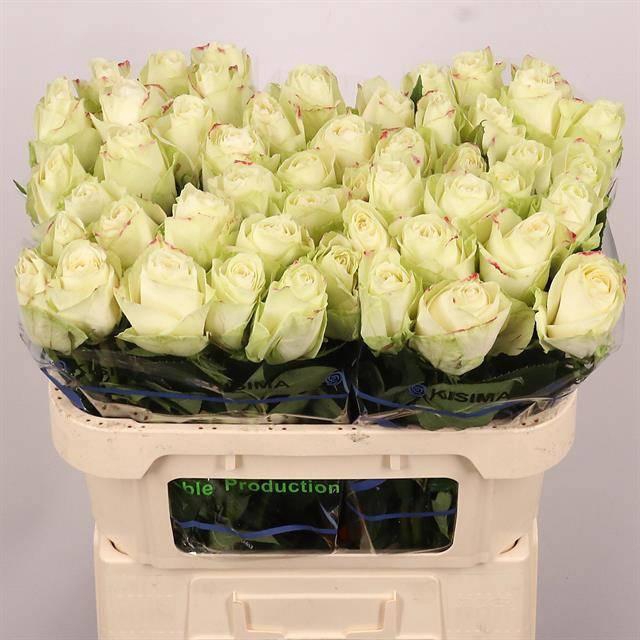 <h4>R GR ATHENA</h4>