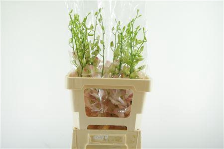 <h4>DENDRO CINTA SWEET XL</h4>