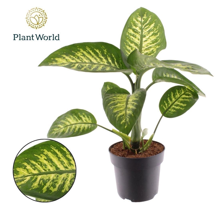 <h4>Dieffenbachia Tropic Snow</h4>