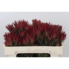 Leucadendron Blush Spray