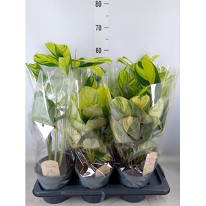 Ctenanthe pilosa 'Mosaic'