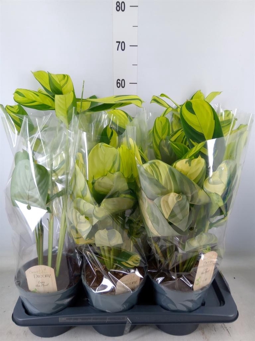 <h4>Ctenanthe pilosa 'Mosaic'</h4>