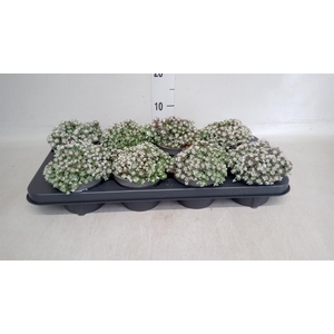 Sedum spathulifolium 'Cape Blanco'