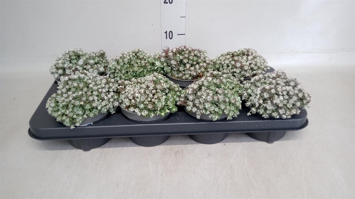 <h4>Sedum spathulifolium 'Cape Blanco'</h4>