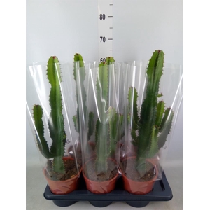 Euphorbia acrurensis