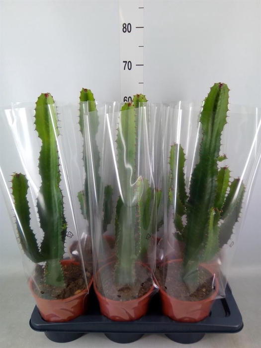 <h4>Euphorbia acrurensis</h4>