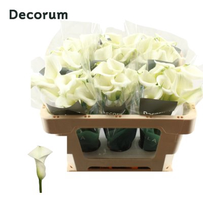 <h4>Zantedeschia crystal blush</h4>