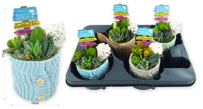 <h4>Arr. Succulents L%</h4>