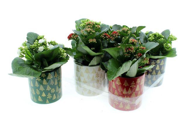 <h4>!! PROMO !! KALAN CALAN XMAS CERAMICS</h4>