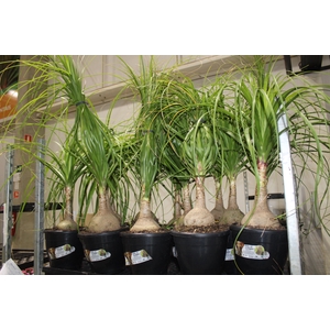 BEAUCARNEA P24