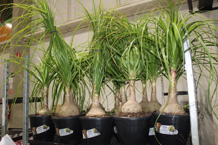 <h4>BEAUCARNEA P24</h4>