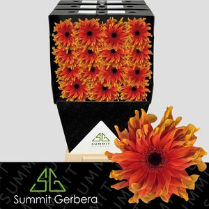 Gerbera Pasta Caprese Diamond