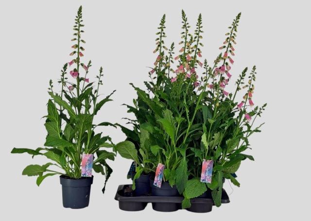 <h4>DIGI PANTHER</h4>