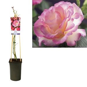 Rosa 'Pink Candy' +light label