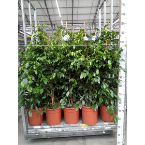 Ficus benja. 'Exotica'