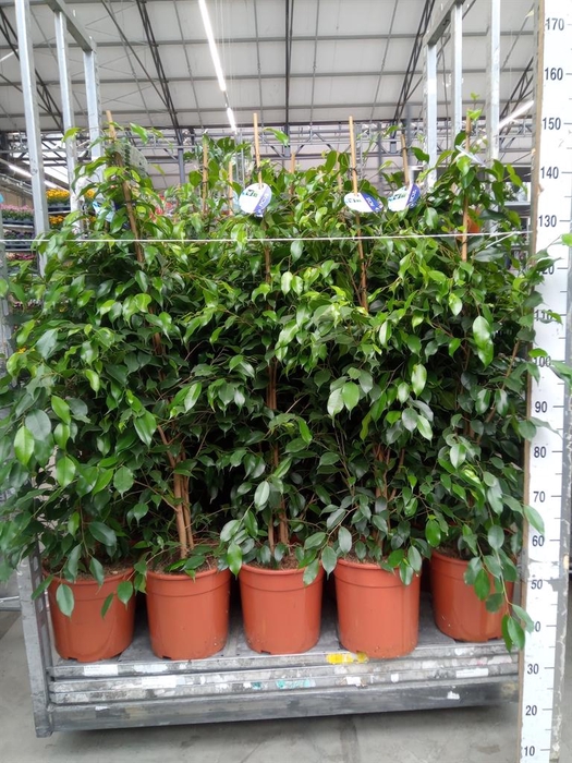 <h4>Ficus benja. 'Exotica'</h4>