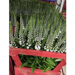 Lysimachia