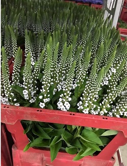 Lysimachia
