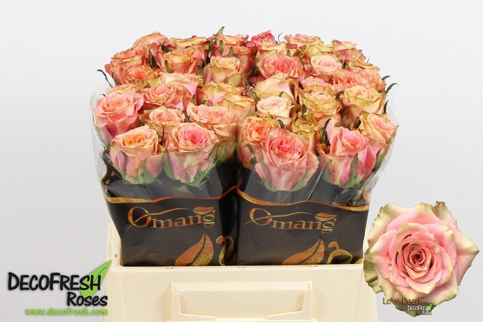 <h4>R Gr Love Pearl</h4>