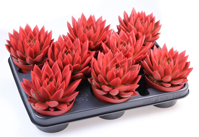 <h4>Echeveria  'Miranda'</h4>