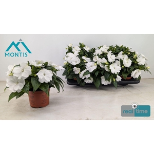IMPAT CP WHITE