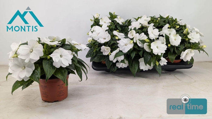 <h4>IMPAT CP WHITE</h4>