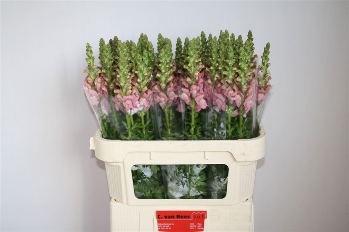 <h4>Antir Cool Rose</h4>