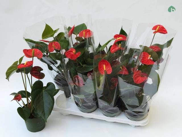 <h4>ANTHU AN MADURAL</h4>