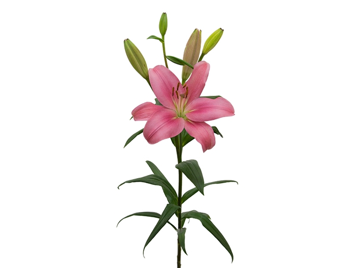 LIRIO INDIAN SUMMERSET 070 CM HT 3/