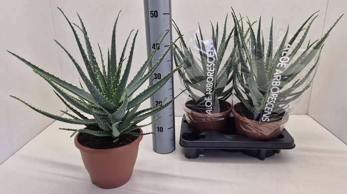 <h4>ALOE ARBORESCENS</h4>