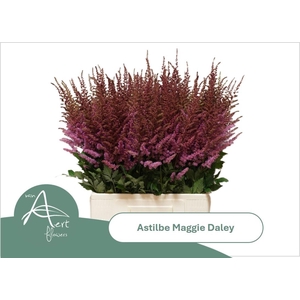 Astil Maggie Daley