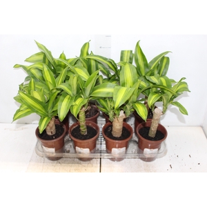 DRACENA MASSANGEANA P13