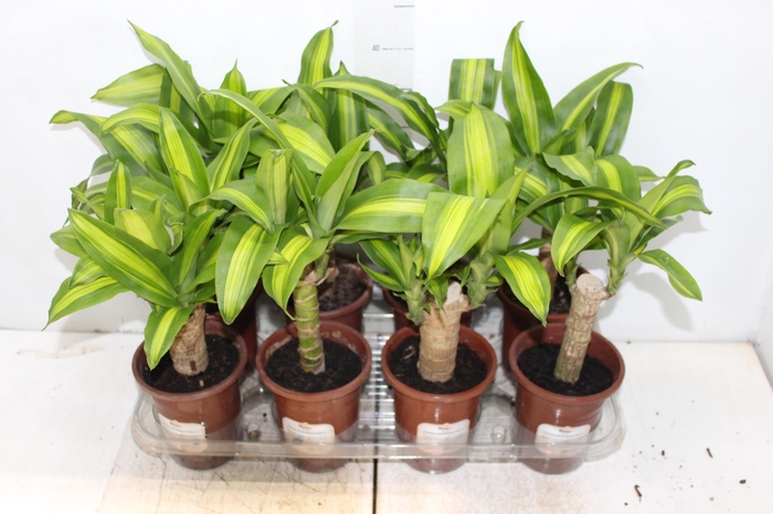 <h4>DRACENA MASSANGEANA P13</h4>