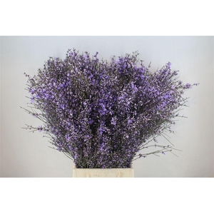 Ginster 400gr Milka P Bunch