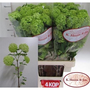 Viburnum Roseum St 4 Bal