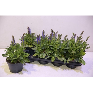 Salvia S April Night