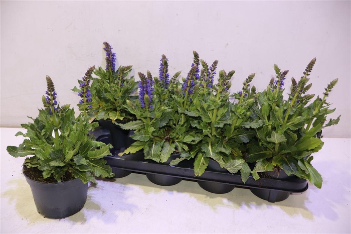 <h4>Salvia S April Night</h4>