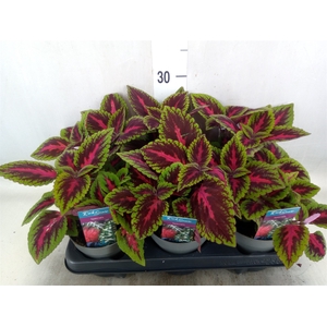 Plectranthus col. 'MSt Ruby Road'