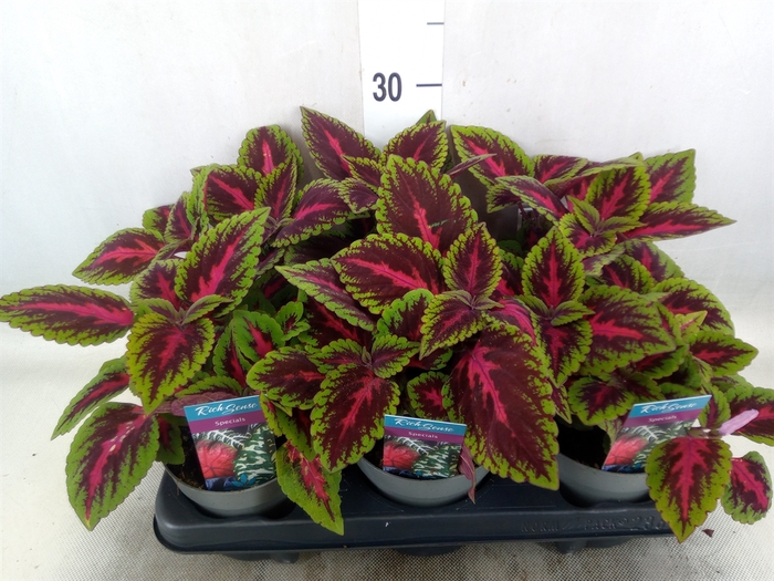 <h4>Plectranthus col. 'MSt Ruby Road'</h4>