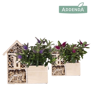 Hebe Addenda Donna mix in Insecten Hotel