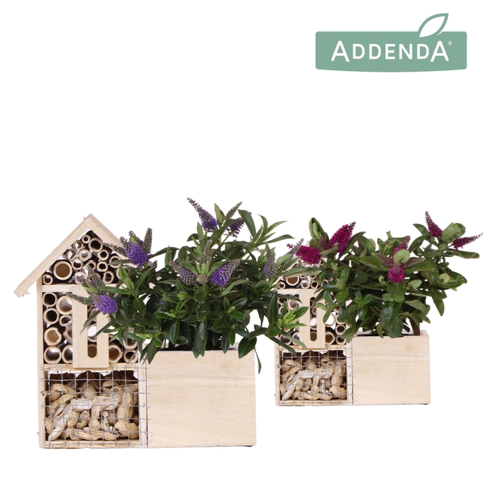 <h4>Hebe Addenda Donna mix in Insecten Hotel</h4>