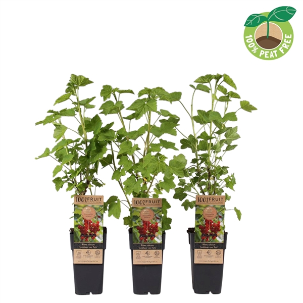 <h4>Ribes rubrum 'Jonkheer van Tets', P15</h4>