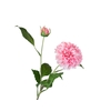 Dahlia Pink