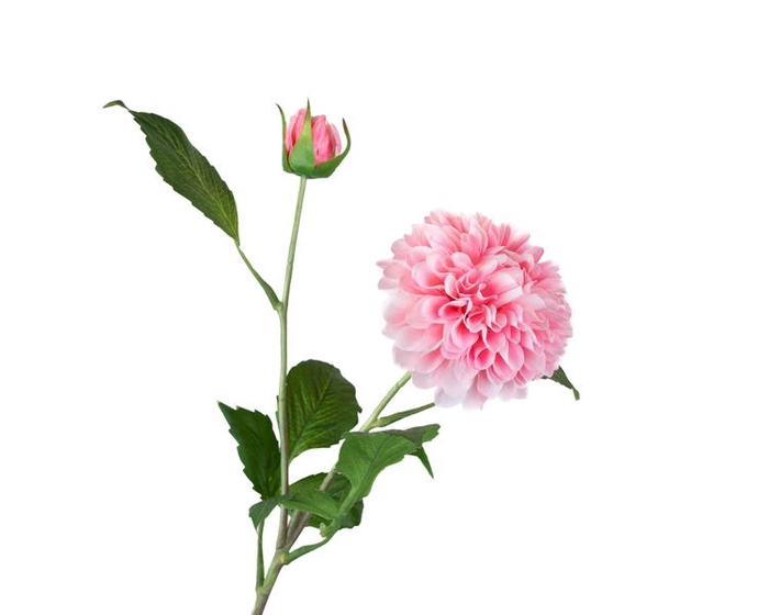 <h4>Dahlia Pink</h4>
