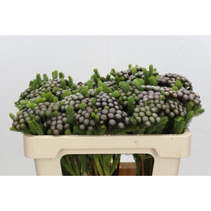 Cape Green Albiflora