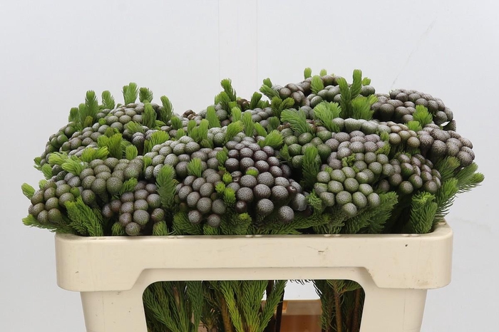 <h4>Cape Green Albiflora</h4>