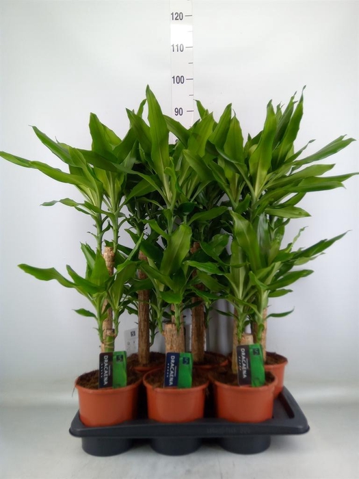 <h4>Dracaena frag. 'Steudneri'</h4>