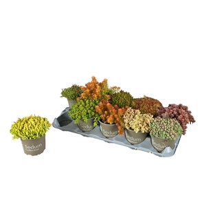 SEDUM GEM